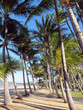 palmenstrand