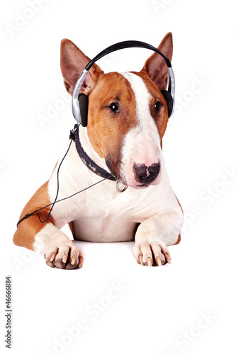 Photo: Bull terrier in earphones Bull terrier in earphones