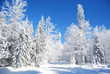 Snowy Forest