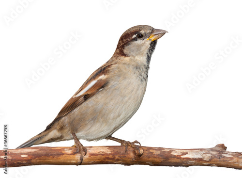 Photo: American Sparrow American Sparrow