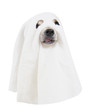 chihuahua dressed as a ghost