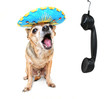 a cute chihuahua talking on the phone