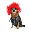 a chihuahua dressed up in a wig