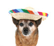 a chihuahua dressed up for cinco de mayo