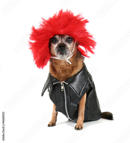 chihuahua dressed up in a wig by annette shaff, Royalty free stock ...