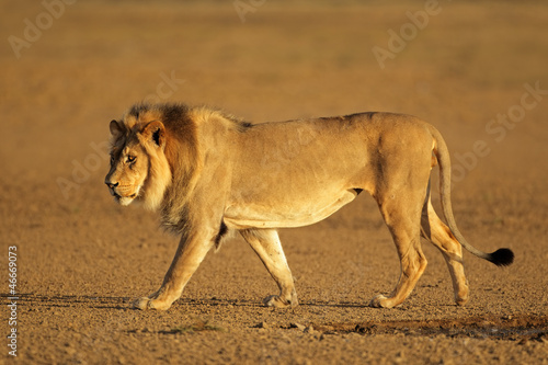 Photo: Walking African lion, Kalahari desert Walking African lion, Kalahari desert