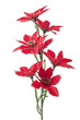 Photo: Red Christmas decoration Red Christmas decoration