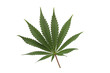 Cannabis leaf isolated on a white background