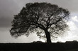 silhouetted oak tree