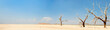 Panorama landscape of dead trees in dry landscape. USA.