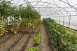 Vegetables in greenhouse