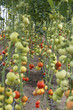 Red tomatoes