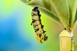 Metamorphosis of Plain Tiger Butterfly