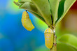 New pupa and pupa after 2 hour process pupation