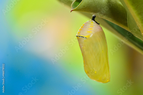 Photo: Pupa Plain Tiger Butterfly after 2 hour process pupation Pupa Plain Tiger Butterfly after 2 hour process pupation