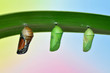 pupa of Plain Tiger Butterfly