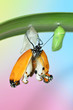 Butterfly on leaf after emerging from chrysalis