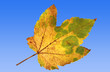 Ahornblatt vor blauem Himmel