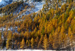 Mélèzes d'automne
