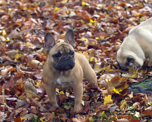 Photo: Pug Pug