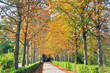 Photo: Aranjuez gardens, Madrid (Spain) Aranjuez gardens, Madrid (Spain)