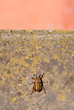 beetle