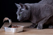Katze beim Fressen