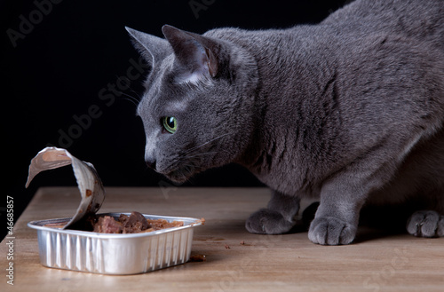 Photo: Katze beim Fressen Katze beim Fressen