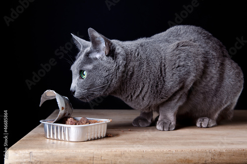 Photo: Katze beim Fressen Katze beim Fressen