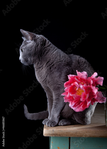 Photo: Katze mit Tulpe Katze mit Tulpe