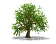 Big tree