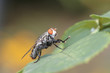 Mosca