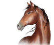 Vector: Arabian horse Arabian horse