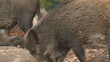 Wildschweine