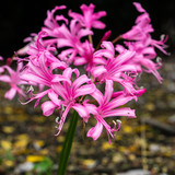 Nerine