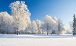 Foto: Winter park in snow Winter park in snow