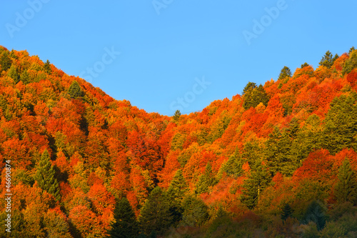 Photo: bosco del cansiglio 9979 bosco del cansiglio 9979