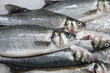 Foto: fresh fish on ice at market fresh fish on ice at market