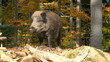 Wildschwein