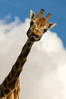 Photo: Amusing image of a Giraffe sticking its tongue out Amusing image of a Giraffe sticking its tongue out