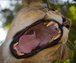 Photo: A wide yawn from a lioness A wide yawn from a lioness