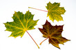 Foto: autumn maple leaves autumn maple leaves