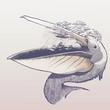 Rainy pelican