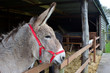 Donkey looking out from within his stable