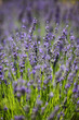 Lavender flowers close up