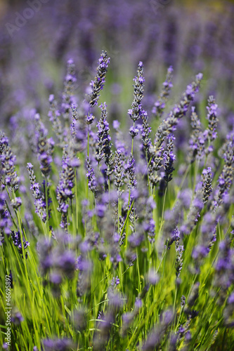 Photo: Lavender flowers close up Lavender flowers close up