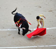bullfight