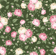 Seamless pattern with pink and white roses. Vector illustration.