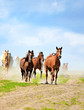 Horses