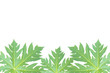 Foto: Papaya Leaf Papaya Leaf